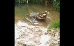 تمساح بی رحم لاکپشت بیچاره را درسته خورد