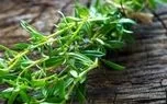 این گیاه تند و تابستانی به کار سلامت شما می‌آید!