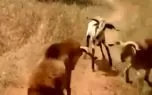 تولد حیوانی عجیب با سر انسان در تایلند!