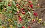مصرف خارشتر به بهبود کدام بیماری‌ها کمک می‌کند؟